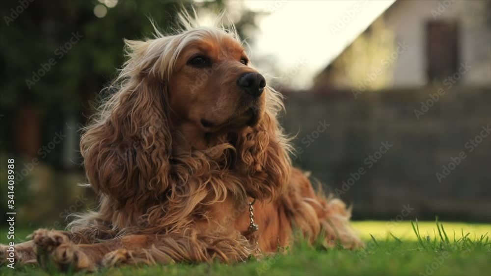 obedient dog lying in the garden. cocker spaniel on green grass at summer obedient dog lying in the garden. cocker spaniel on green grass at summer