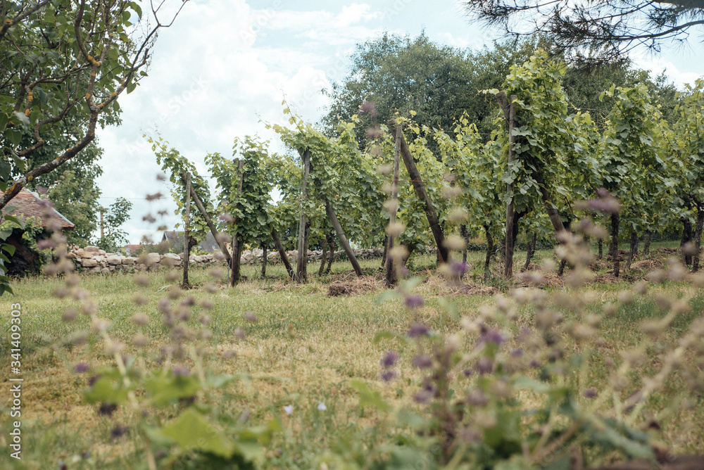 Vineyard France Vineyard France