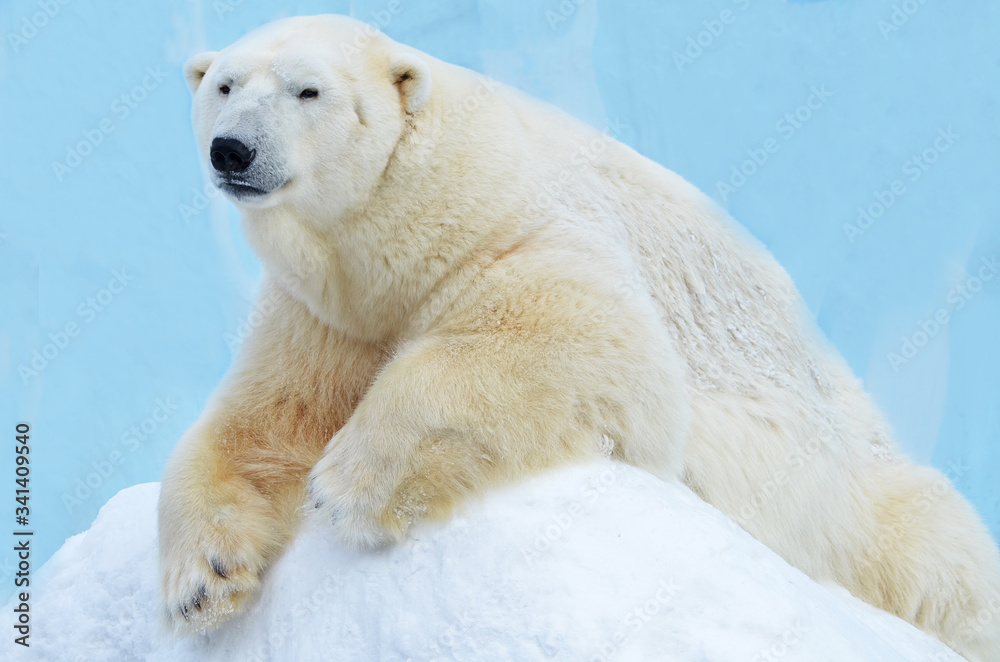 polar bear in the snow