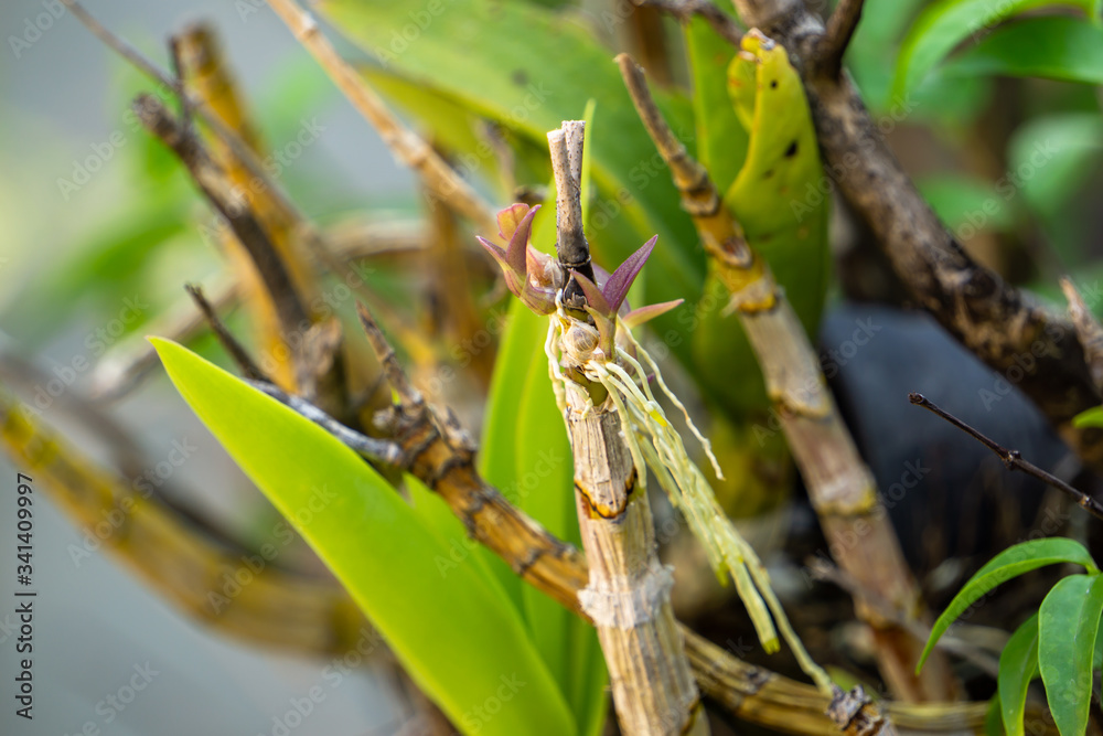 Orchids are sprouting and have long roots. Orchids are sprouting and have long roots.