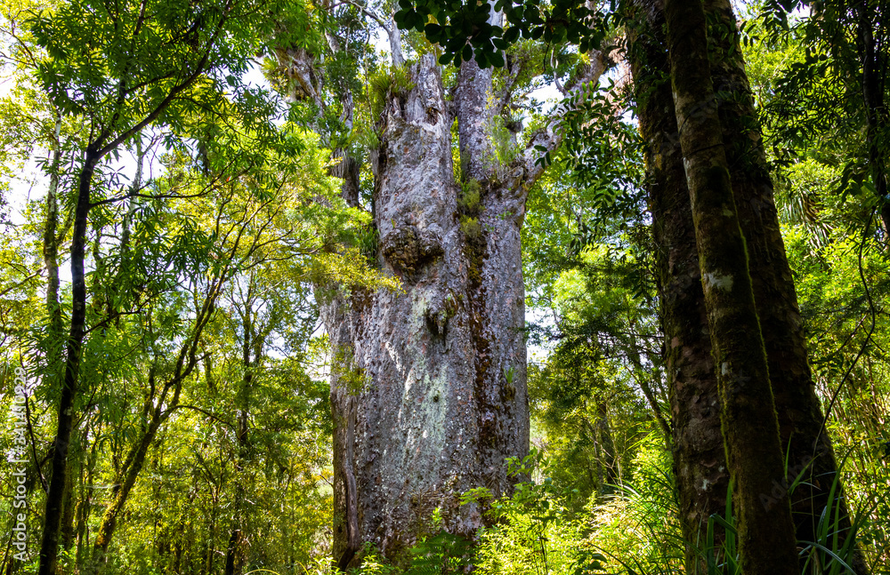Fototapeta premium Forest giants. Waipoua kauri forest. Nature parks of New Zeland. 