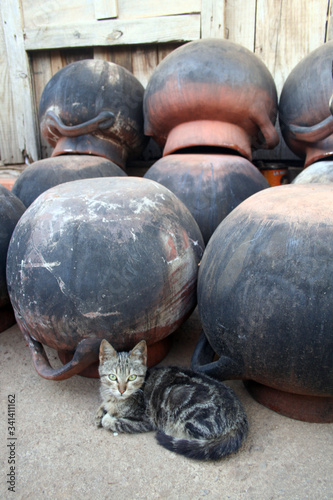 
cute domestic cat portrait lying next to pots Mexican clay crafts
