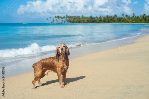 English Cocker Spaniel on the beach