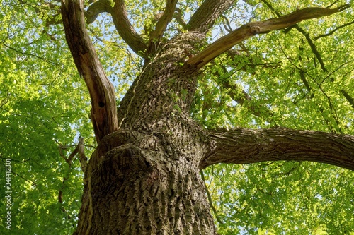 A beautiful old oak. Bottom view