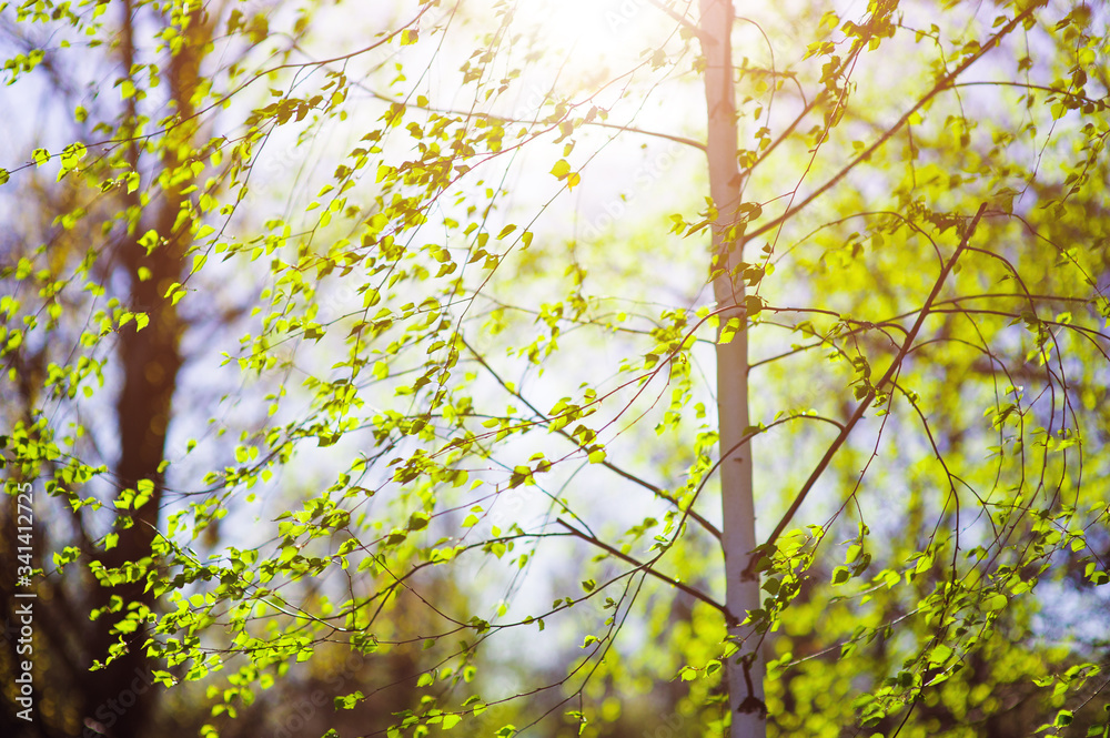Fototapeta premium Birch summer leaves in the sunset colors, soft focus