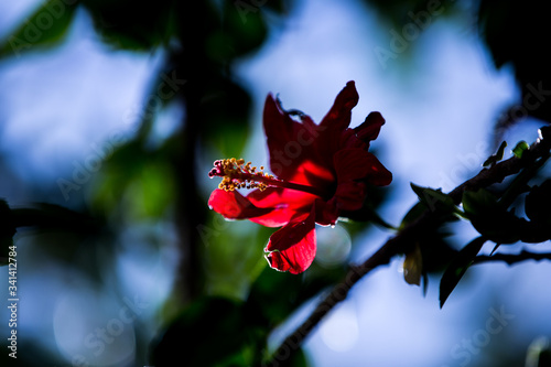 flower, red, plant, nature, hibiscus, garden, green, blossom, flowers, bloom, leaf, summer, rose, floral, macro, beauty, leaves, flora, beautiful, tropical, color, petal, petals, pink, closeup