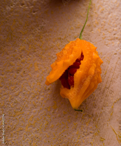 Cerasee is known to to help cleanse toxins from the body.