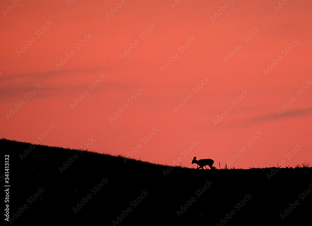 Silhouette of deer up on the hill at sunset