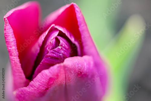 Macro shot of a pink tulip flower in the early spring