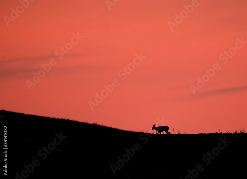 Silhouette of deer up on the hill at sunset © Kozma