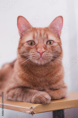 Portrait of a red domestic cat, a red tabby cat with large yellow eyes © Ekaterina