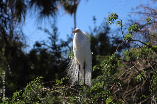 White egret perched on a branch