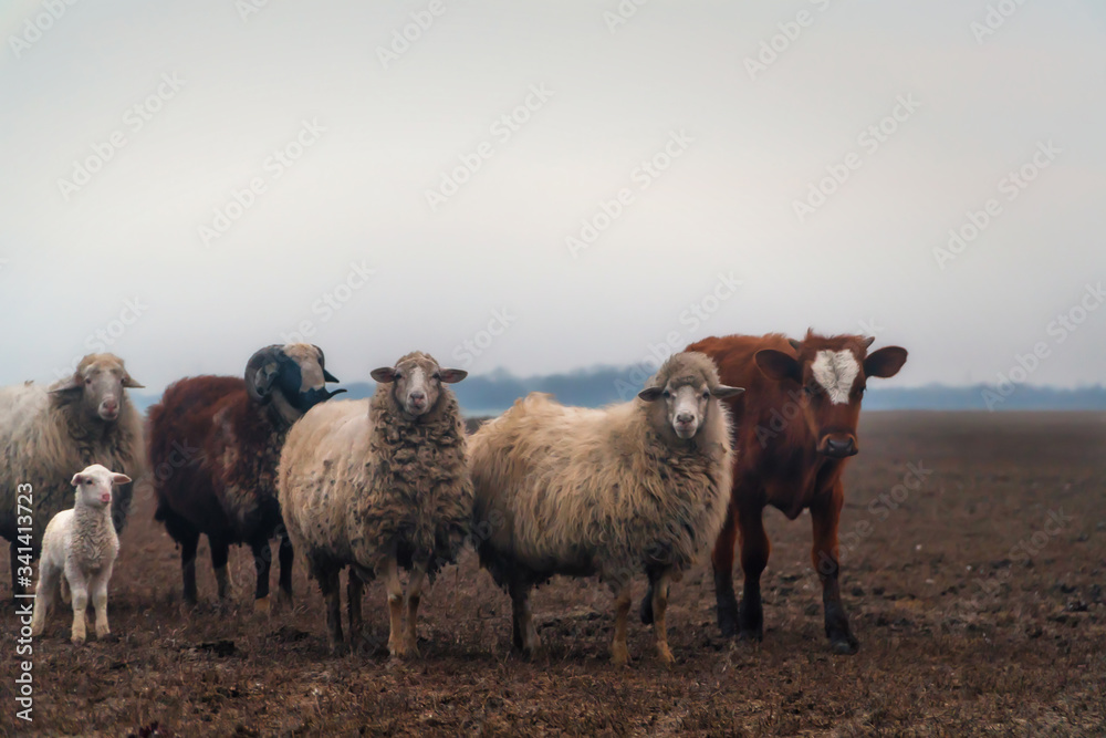 Fototapeta premium Sheep lambs and cows grazing on pasture. Sad animals are looking. They don't want to be killed and eaten.