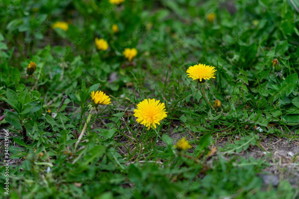 beautiful yellow dandelion and green grass growing in the garden beautiful yellow dandelion and green grass growing in the garden