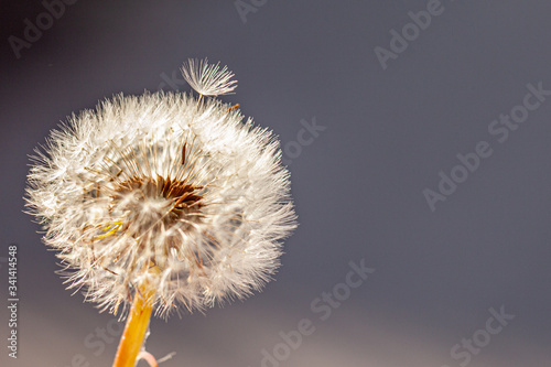 Macro shot of Dandelion flower seeds blowing in the wind