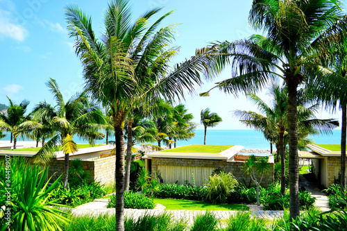 palms on the ocean side