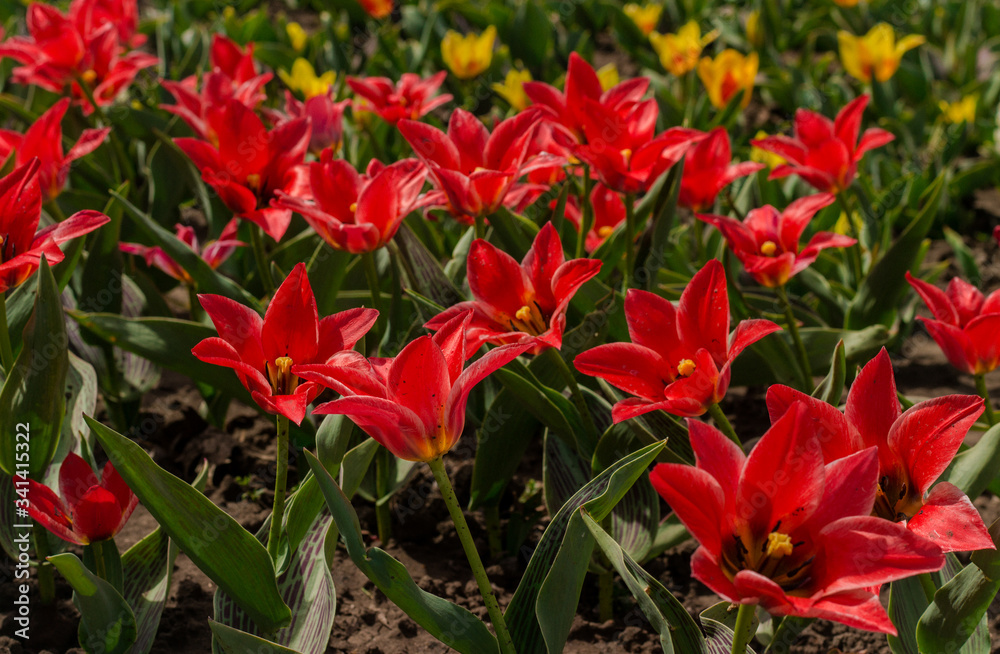 red and yellow tulips in the park