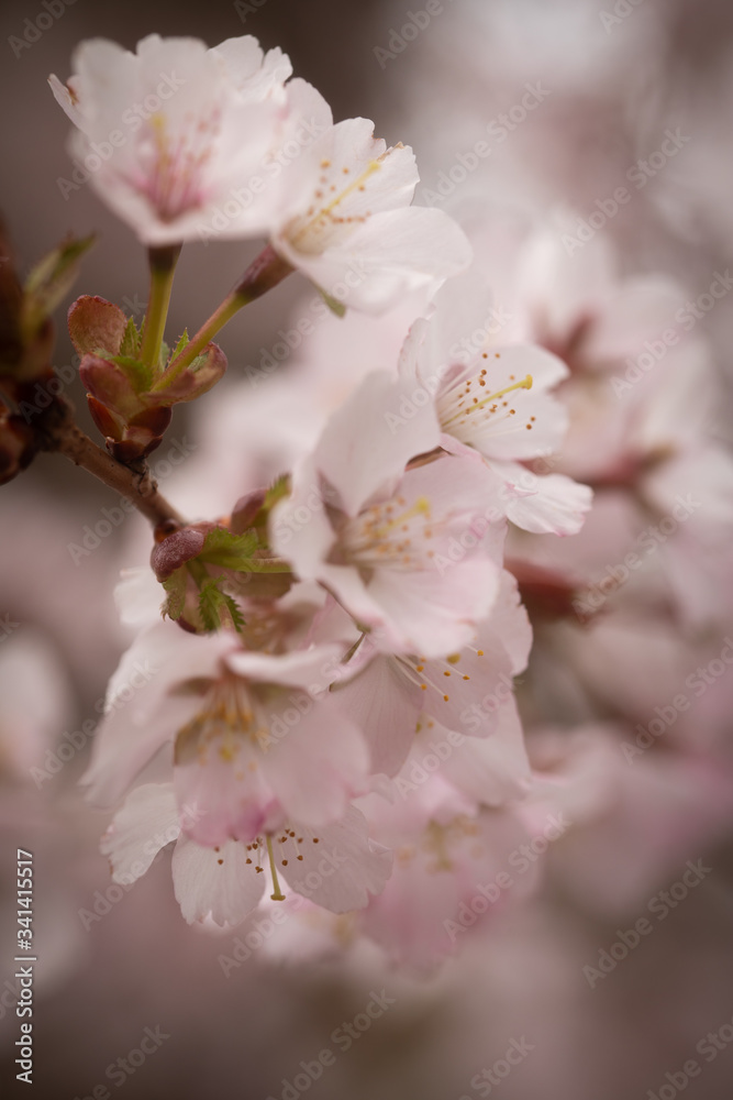 Fototapeta premium pink cherry blossom