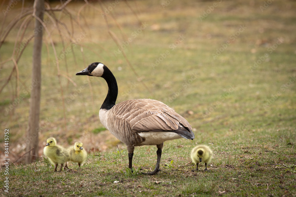 family of canada geese