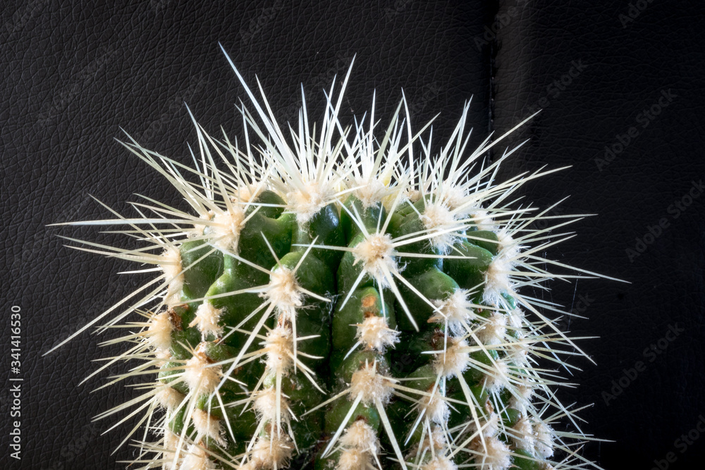 Green cactus (genus Acanthocalycium) with distinct ribs and long sharp needles Green cactus (genus Acanthocalycium) with distinct ribs and long sharp needles