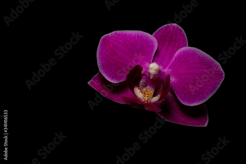 orchidea na czarnym tle