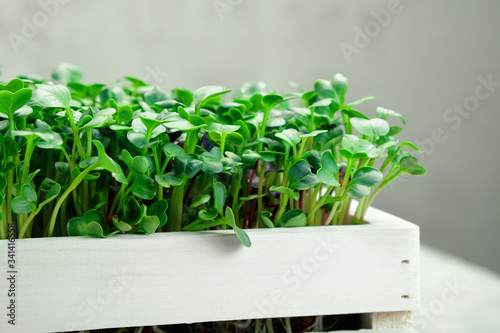 Radish microgreen in a white wooden box. The concept of home gardening and growing greenery indoors