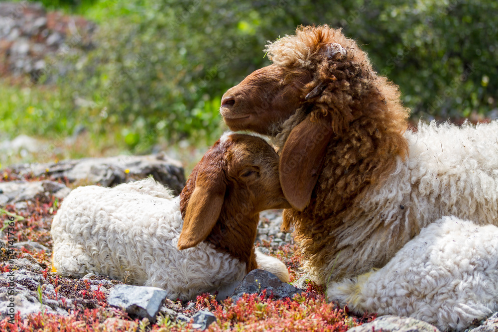 Naklejka premium close up of a sheep