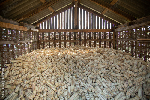 corn crop in the barn. wicker barn, a traditional method of storing corn in the Caucasus