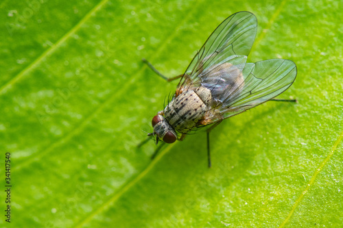 métopia campestris photo