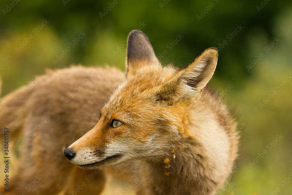 Zorro rojo (Vulpes vulpes), con fondo verde amarillento en el Parque Nacional de Monfragüe, Cáceres (España). Zorro rojo (Vulpes vulpes), con fondo verde amarillento en el Parque Nacional de Monfragüe, Cáceres (España).