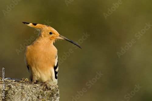 Abubilla (Upupa epops), ave de color naranja con pico curvo sobre fondo verde.