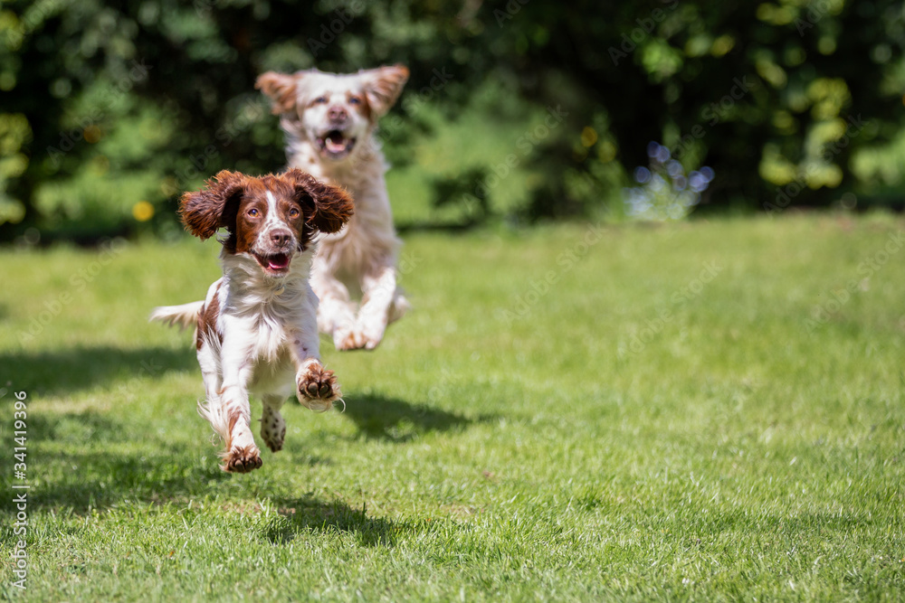 Ταπετσαρία Orange belton english setter chasing a young springer spaniel across the lawn