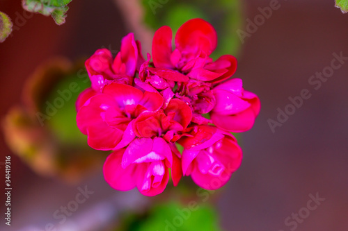 RED spring flowers against a blurred background. Spring blooming tree with green leaves. Gilly flowers photo