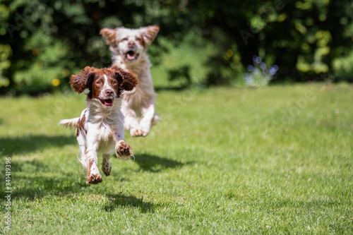 Tableau sur toile Orange belton english setter chasing a young springer spaniel across the lawn