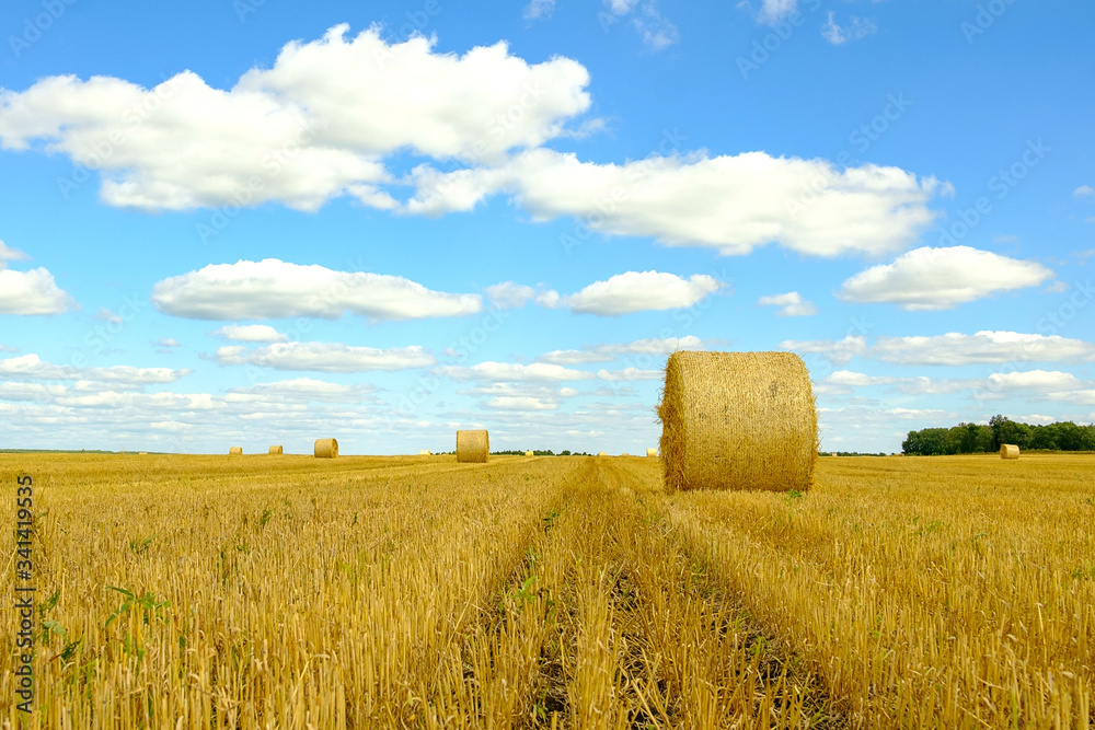 Fototapeta premium rolled hay in a field on a summer day
