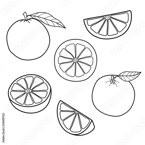 Set of linear drawing oranges isolated on white background. Sketch for coloring booking page. Vector illustration