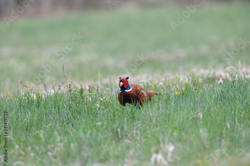 Common pheasant walking on the grass in sunny springtime 