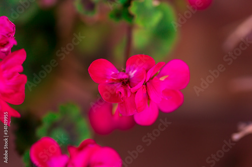 RED spring flowers against a blurred background. Spring blooming tree with green leaves. Gilly flowers photo