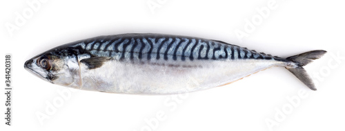Raw mackerel fish