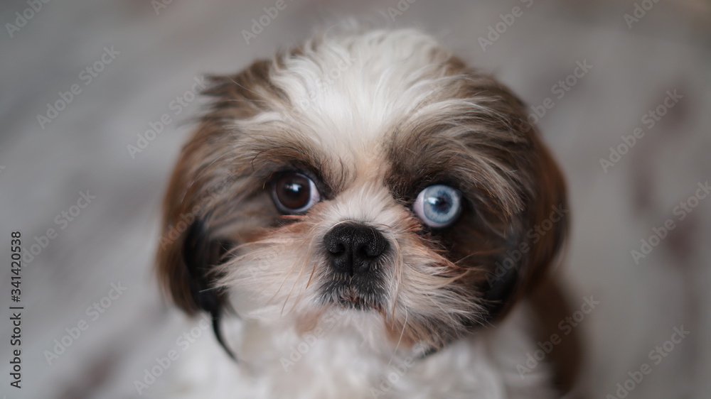 Portrait of lovely shihtzu with one blue and one brown eyes. Portrait of lovely shihtzu with one blue and one brown eyes.