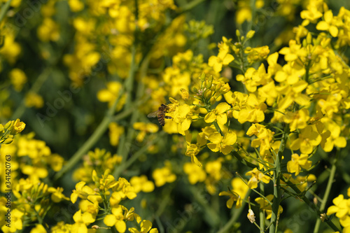 Gelbe Rapsblüten und Biene bei der Bestäubung - Stockfoto