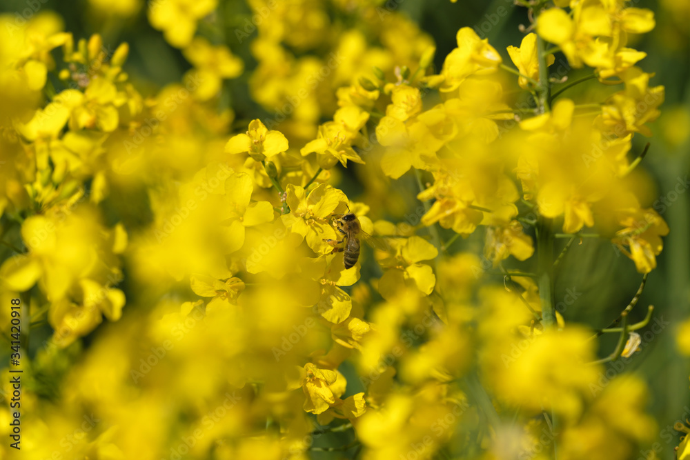 Gelbe Rapsblüten mit Biene bei der Bestäubung und unscharfer gelber und grüner Hintergrund - Stockfoto