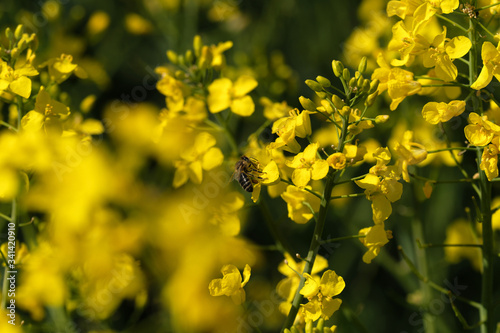 Biene bei der Bestäubung von Rapsblüte und unscharfer Hintergrund in dunkelgrün und gelb - Stockfoto