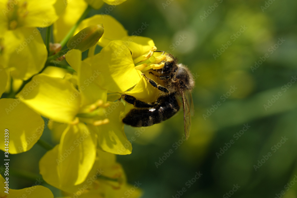 Biene bei der Bestäubung von gelber Rapsblüte und unscharfer grüner Hintergrund - Stockfoto Biene bei der Bestäubung von gelber Rapsblüte und unscharfer grüner Hintergrund - Stockfoto