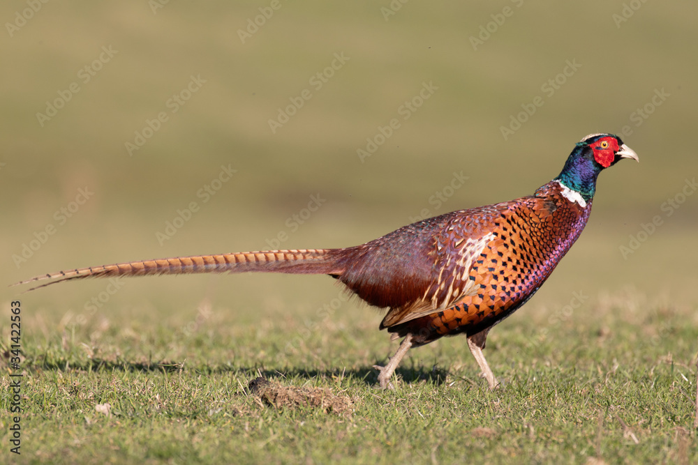 Fototapeta premium A pheasant showing off its colorful feathers in the sunshine