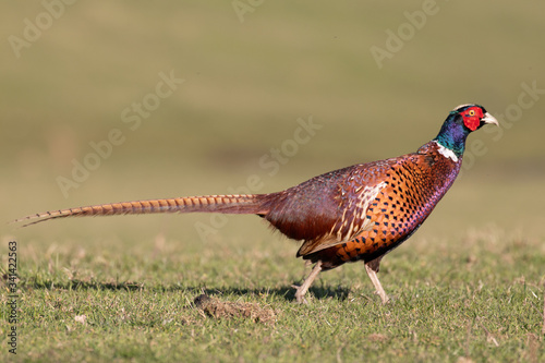 A pheasant showing off its colorful feathers in the sunshine