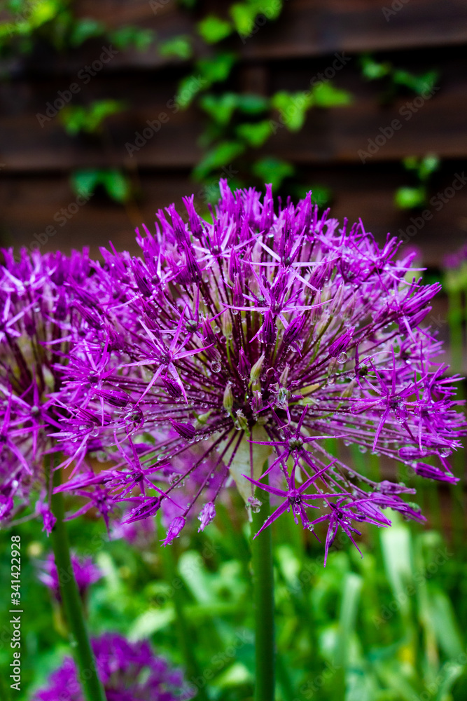 Fototapeta premium Alium ou la floraison de l'ail