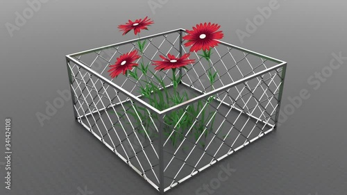 Red flowers grow in a gray metal cage. Clockwise rotation. Quarantine will not destroy love. Seamless loop. photo