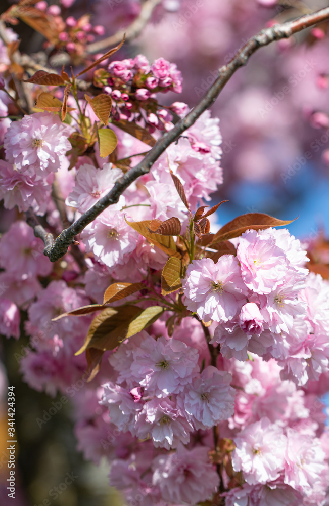 Fototapeta premium Pink Cherry Tree. Blossom. Spring. Nature. Sunny. Day