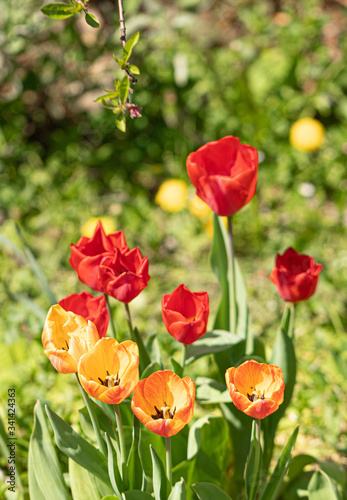 Color. Tulips. Flower. Heads. Nature. Garden. Spring